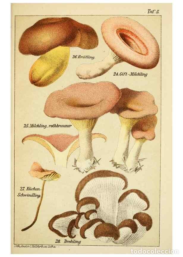 Coleccionismo de Revistas y Peri&oacute;dicos: Reproducci&oacute;n/Reproduction 49456036046: Prof. Dr. Harald O. Lenz' Ntzliche, schdliche und verdchtige