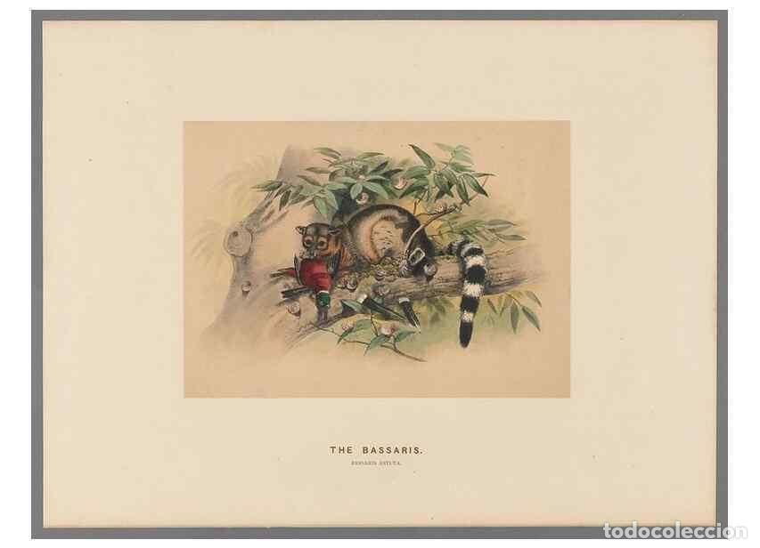 Coleccionismo de Revistas y Peri&oacute;dicos: Reproducci&oacute;n/Reproduction 49419292712: Zoological sketches /. London :Henry Graves,1861-1867.. - Wol