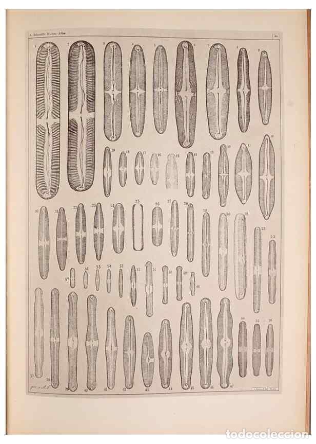 Coleccionismo de Revistas y Peri&oacute;dicos: Reproducci&oacute;n/Reproduction 49389887761: Atlas der Diatomaceen-Kunde /. Leipzig :O.R. Reisland,[1874-1