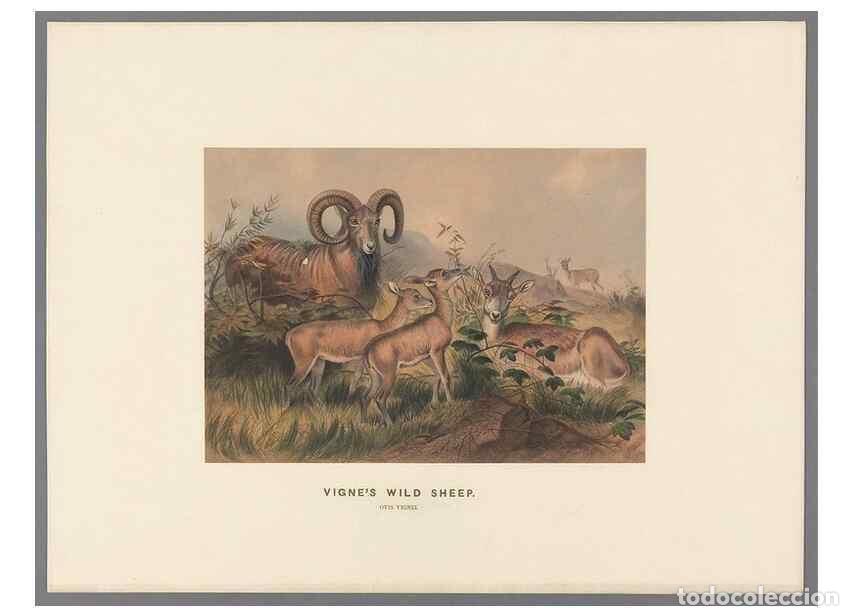 Coleccionismo de Revistas y Peri&oacute;dicos: Reproducci&oacute;n/Reproduction 49419294852: Zoological sketches /. London :Henry Graves,1861-1867.. - Wol