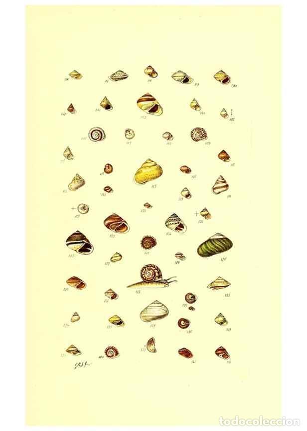 Collection Magazines and Newspapers: Reproducci&oacute;n/Reproduction 49491829781: Thesaurus conchyliorum, or, Monographs of genera of shells. L