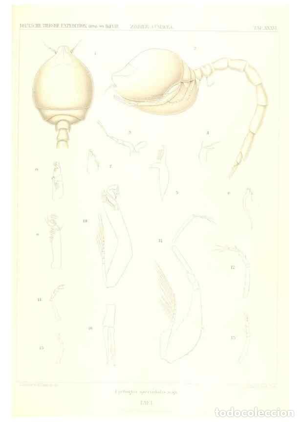 Collection Magazines and Newspapers: Reproducci&oacute;n/Reproduction 49488998183: Wissenschaftliche Ergebnisse der Deutschen Tiefsee-Expedition