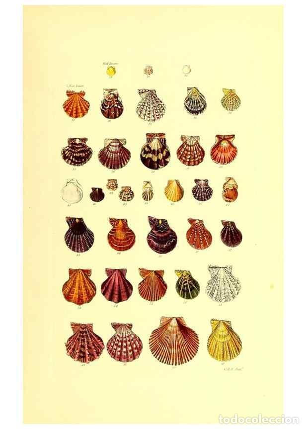 Collection Magazines and Newspapers: Reproducci&oacute;n/Reproduction 49491331768: Thesaurus conchyliorum, or, Monographs of genera of shells. L