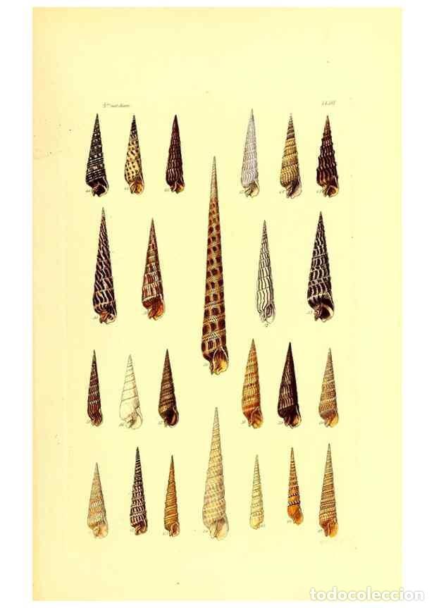 Collection Magazines and Newspapers: Reproducci&oacute;n/Reproduction 49492052107: Thesaurus conchyliorum, or, Monographs of genera of shells. L