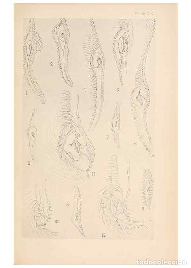 Collection Magazines and Newspapers: Reproducci&oacute;n/Reproduction 49487884728: The British Tunicata;. London,Printed for the Ray society,190