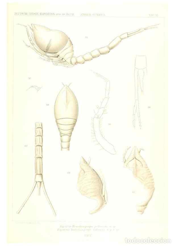 Collection Magazines and Newspapers: Reproducci&oacute;n/Reproduction 49488999123: Wissenschaftliche Ergebnisse der Deutschen Tiefsee-Expedition