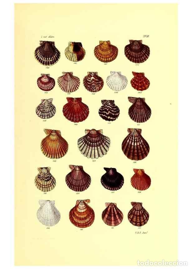 Collection Magazines and Newspapers: Reproducci&oacute;n/Reproduction 49492044422: Thesaurus conchyliorum, or, Monographs of genera of shells. L