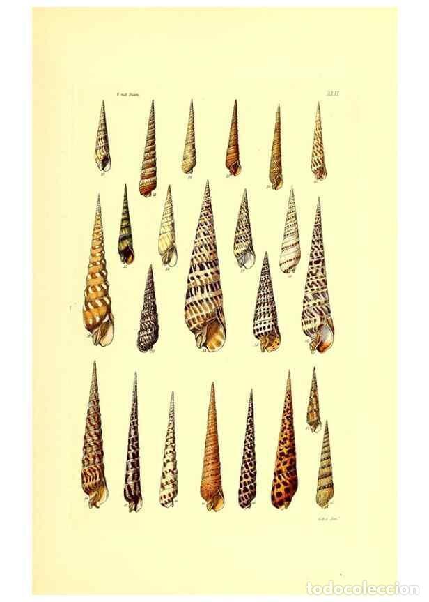 Collection Magazines and Newspapers: Reproducci&oacute;n/Reproduction 49491841701: Thesaurus conchyliorum, or, Monographs of genera of shells. L