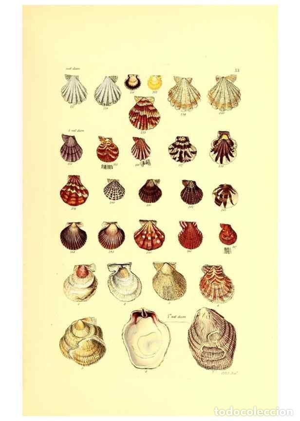 Collection Magazines and Newspapers: Reproducci&oacute;n/Reproduction 49491333658: Thesaurus conchyliorum, or, Monographs of genera of shells. L