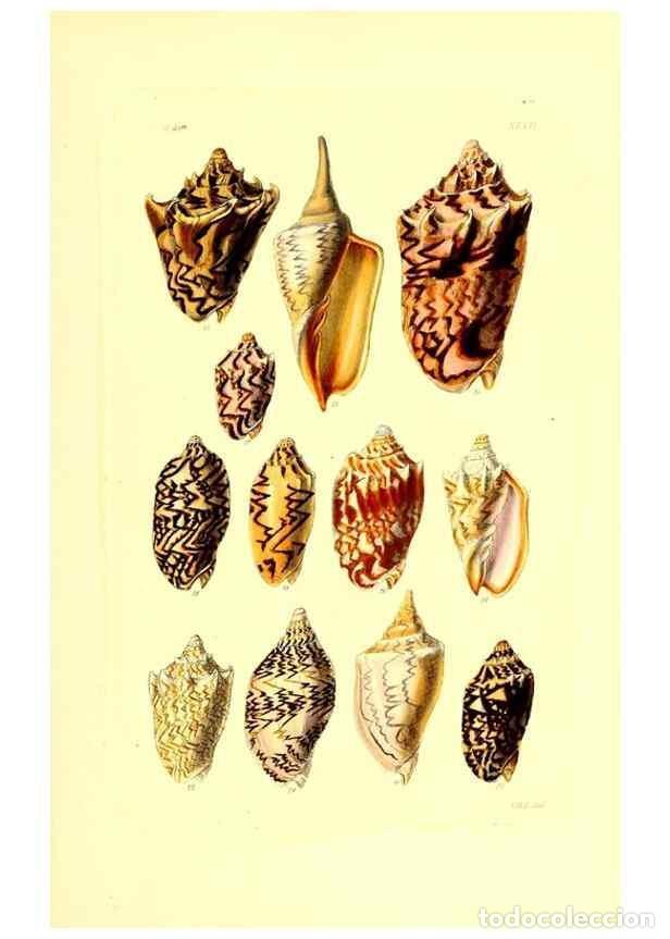 Collection Magazines and Newspapers: Reproducci&oacute;n/Reproduction 49492053022: Thesaurus conchyliorum, or, Monographs of genera of shells. L