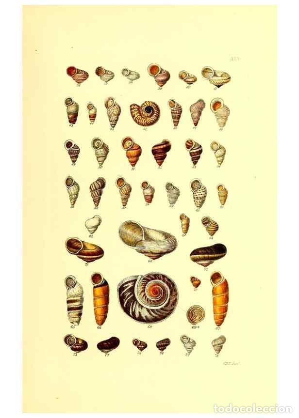 Collection Magazines and Newspapers: Reproducci&oacute;n/Reproduction 49491835856: Thesaurus conchyliorum, or, Monographs of genera of shells. L