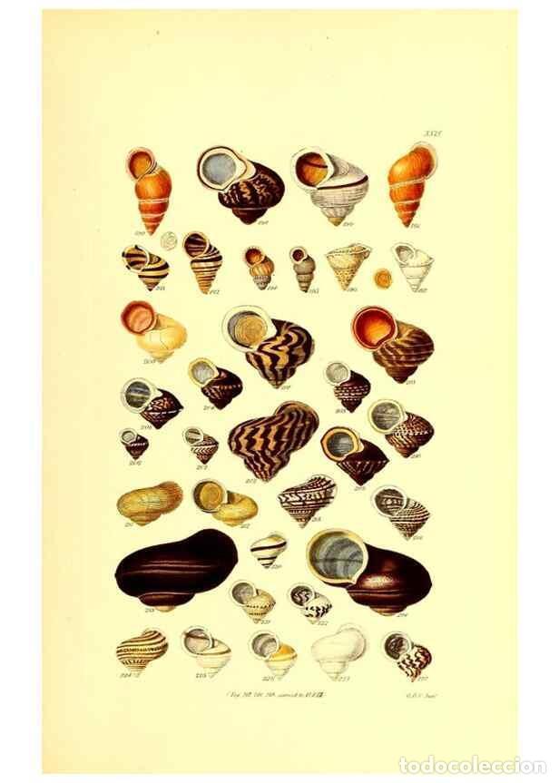 Collection Magazines and Newspapers: Reproducci&oacute;n/Reproduction 49492047327: Thesaurus conchyliorum, or, Monographs of genera of shells. L