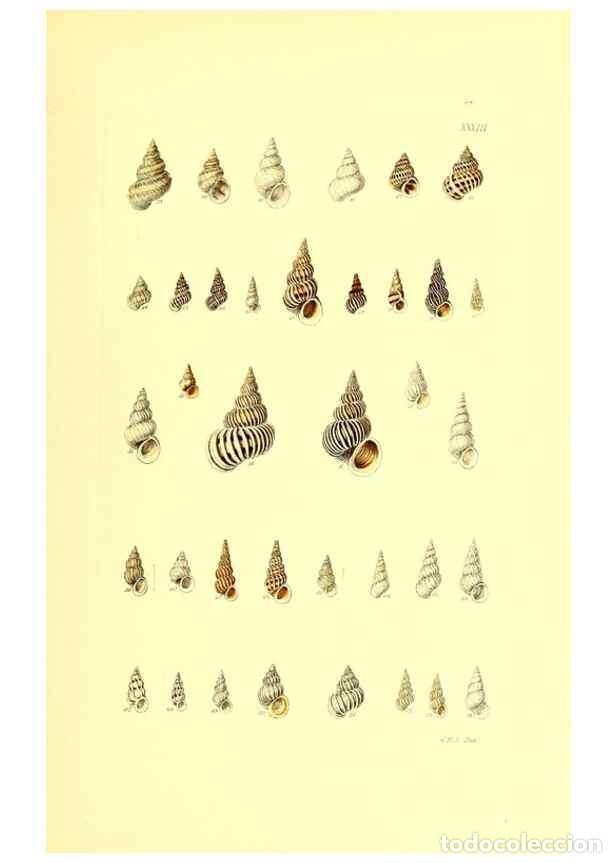 Collection Magazines and Newspapers: Reproducci&oacute;n/Reproduction 49491337168: Thesaurus conchyliorum, or, Monographs of genera of shells. L