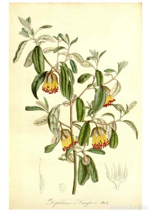 Collection Magazines and Newspapers: Reproducci&oacute;n/Reproduction 49492462992: Flore des serres et des jardins de l'Europe. A Gand :chez Lou