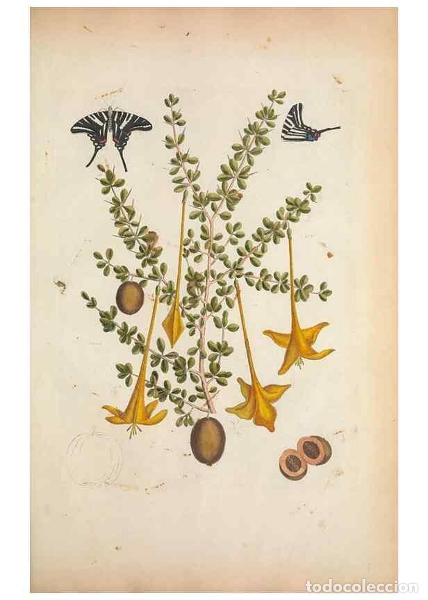 Collectionnisme de Revues et Journaux: Reproducci&oacute;n/Reproduction 49457434912: The natural history of Carolina, Florida, and the Bahama Isla