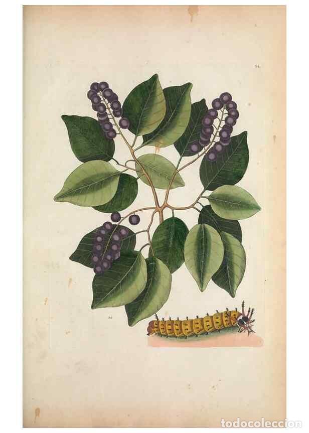 Collectionnisme de Revues et Journaux: Reproducci&oacute;n/Reproduction 49457433407: The natural history of Carolina, Florida, and the Bahama Isla