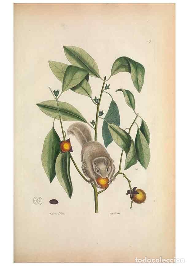 Collectionnisme de Revues et Journaux: Reproducci&oacute;n/Reproduction 49456723183: The natural history of Carolina, Florida, and the Bahama Isla