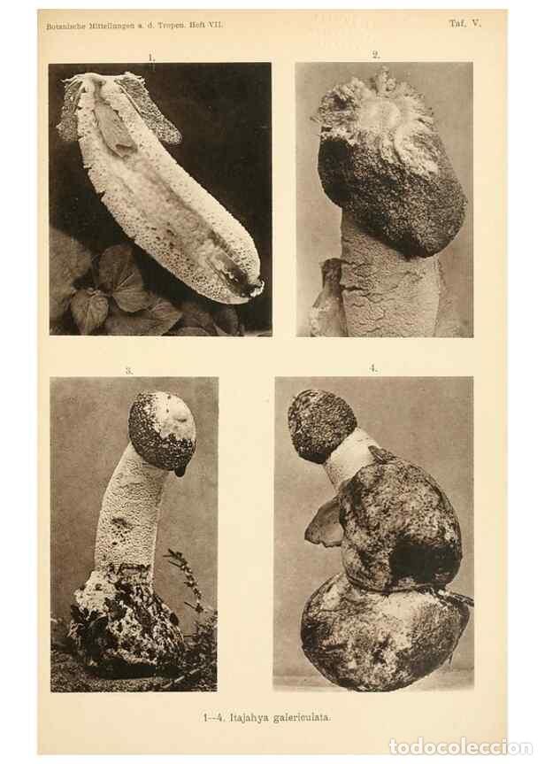 Collectionnisme de Revues et Journaux: Reproducci&oacute;n/Reproduction 49460124257: Brasilische Pilzblumen.. Jena,G. Fischer,1895.. - M&ouml;ller, Alf
