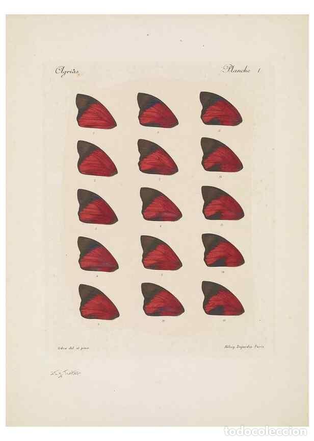 Collectionnisme de Revues et Journaux: Reproducci&oacute;n/Reproduction 49468617297: Th&egrave;ses entomologiques (L&eacute;pidopt&egrave;res) :. Paris :G. de Malherbe