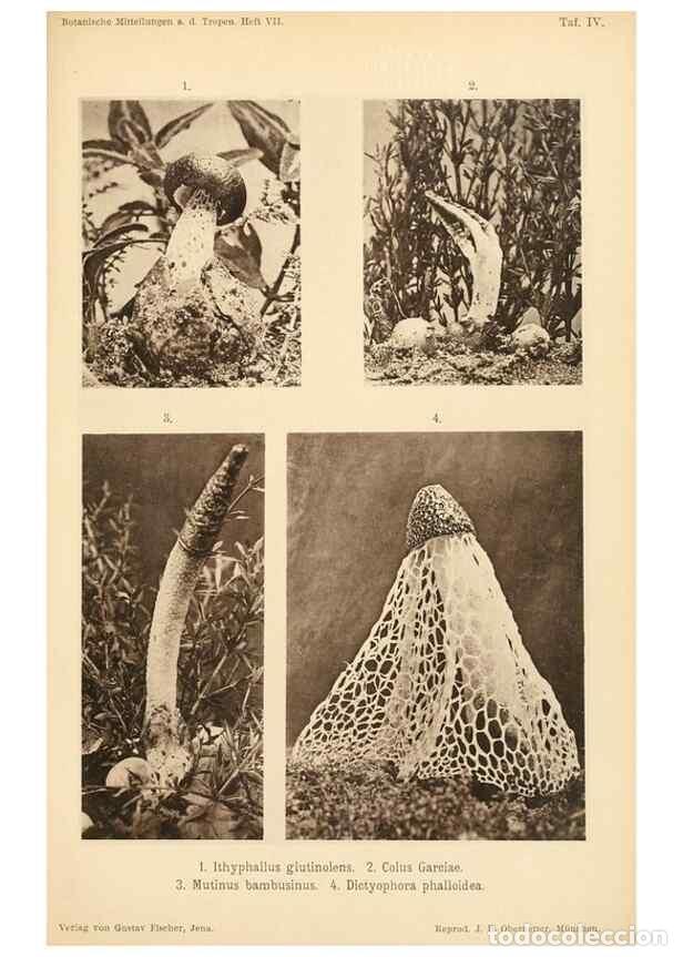 Collectionnisme de Revues et Journaux: Reproducci&oacute;n/Reproduction 49459891371: Brasilische Pilzblumen.. Jena,G. Fischer,1895.. - M&ouml;ller, Alf