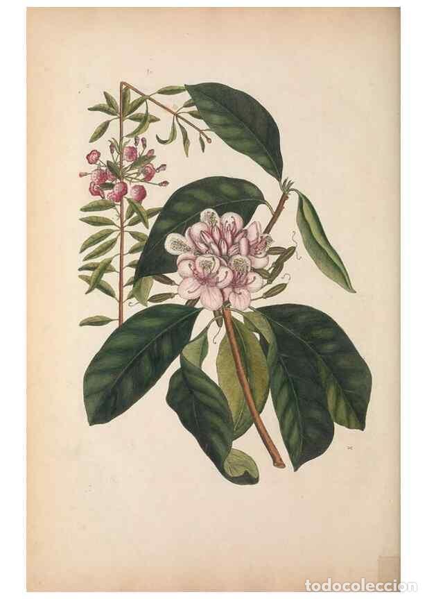 Collectionnisme de Revues et Journaux: Reproducci&oacute;n/Reproduction 49457440112: The natural history of Carolina, Florida, and the Bahama Isla