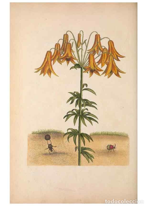 Collectionnisme de Revues et Journaux: Reproducci&oacute;n/Reproduction 49456732638: The natural history of Carolina, Florida, and the Bahama Isla