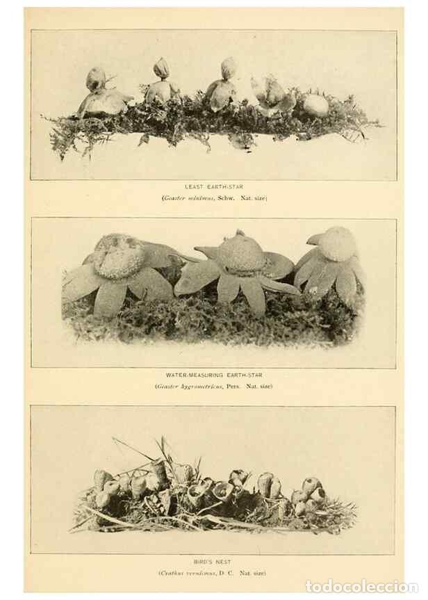 Sammeln von Zeitschriften und Zeitungen: Reproducci&oacute;n/Reproduction 49345312683: The mushroom book.. New York,Doubleday, Page,1901.. - Marshal