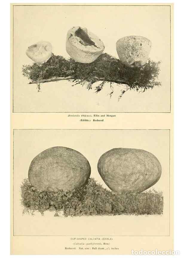 Sammeln von Zeitschriften und Zeitungen: Reproducci&oacute;n/Reproduction 49345985557: The mushroom book.. New York,Doubleday, Page,1901.. - Marshal