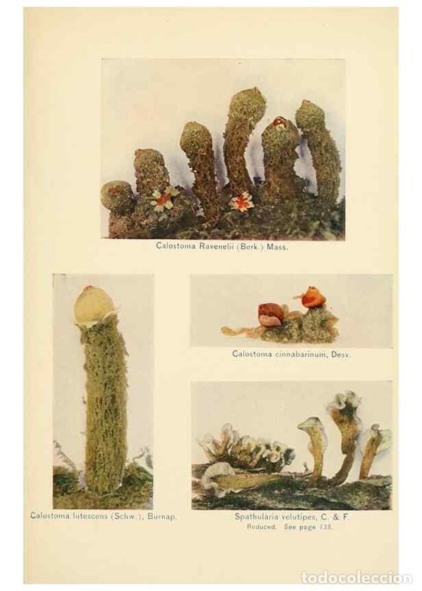 Sammeln von Zeitschriften und Zeitungen: Reproducci&oacute;n/Reproduction 49345986407: The mushroom book.. New York,Doubleday, Page,1901.. - Marshal