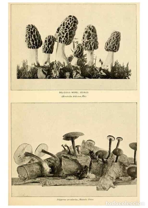 Sammeln von Zeitschriften und Zeitungen: Reproducci&oacute;n/Reproduction 49345988277: The mushroom book.. New York,Doubleday, Page,1901.. - Marshal