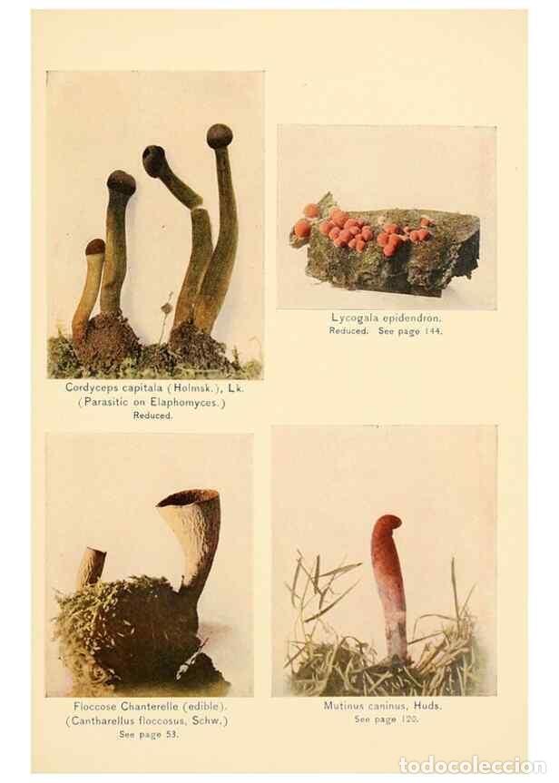 Collection Magazines and Newspapers: Reproducci&oacute;n/Reproduction 49345313893: The mushroom book.. New York,Doubleday, Page,1901.. - Marshal