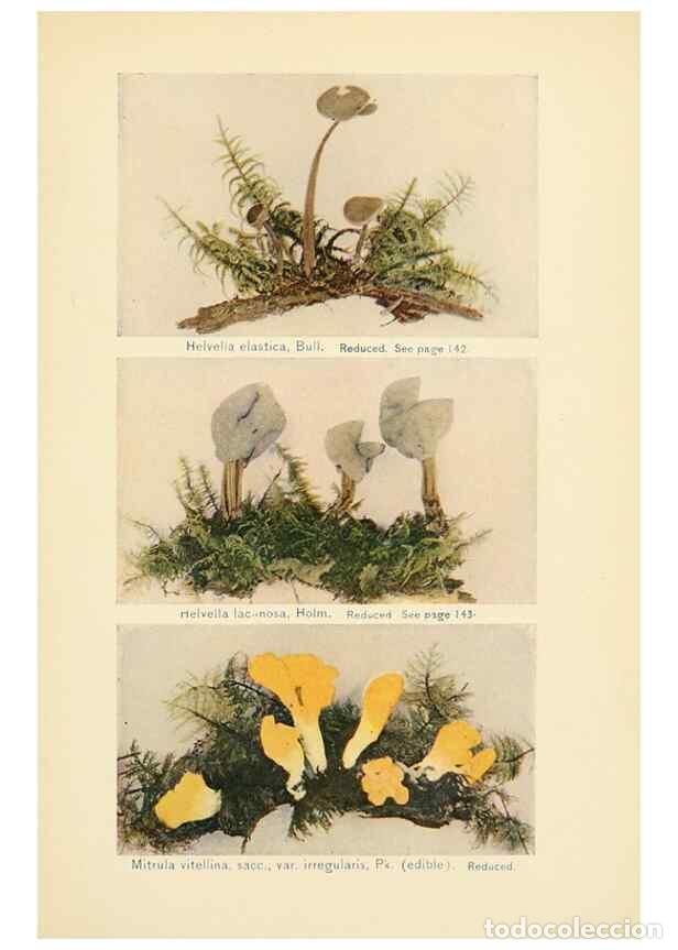 Coleccionismo de revistas y peri&oacute;dicos: Reproducci&oacute;n/Reproduction 49345987967: The mushroom book.. New York,Doubleday, Page,1901.. - Marshal