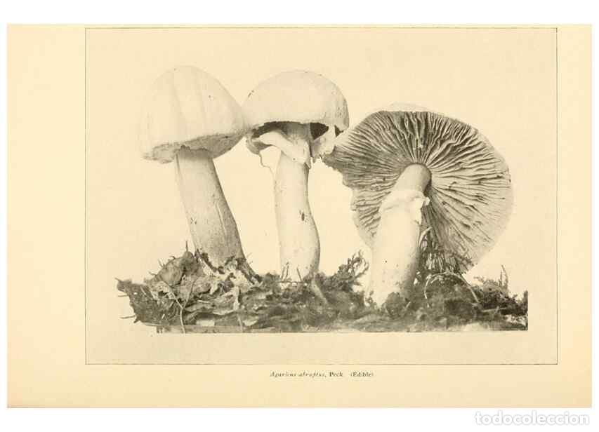Sammeln von Zeitschriften und Zeitungen: Reproducci&oacute;n/Reproduction 49345764771: The mushroom book.. New York,Doubleday, Page,1901.. - Marshal