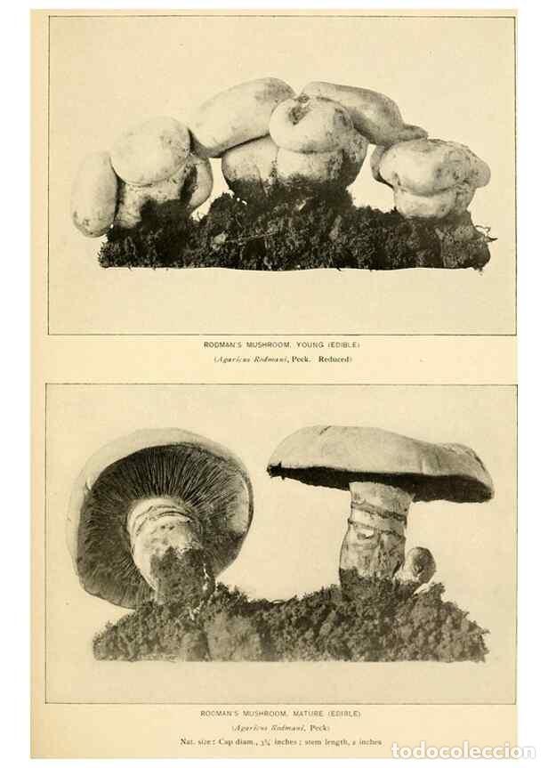 Collectionnisme de Revues et Journaux: Reproducci&oacute;n/Reproduction 49345764421: The mushroom book.. New York,Doubleday, Page,1901.. - Marshal