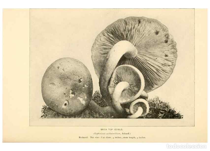 Sammeln von Zeitschriften und Zeitungen: Reproducci&oacute;n/Reproduction 49345766041: The mushroom book.. New York,Doubleday, Page,1901.. - Marshal