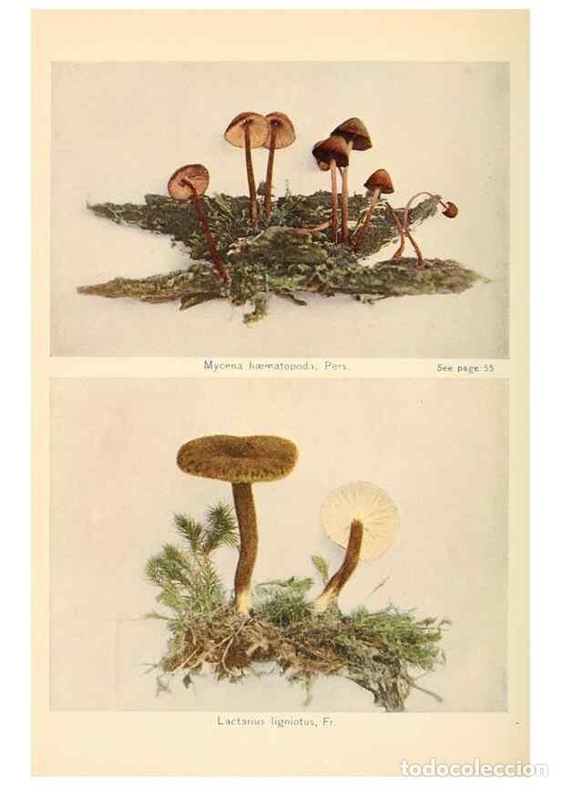 Sammeln von Zeitschriften und Zeitungen: Reproducci&oacute;n/Reproduction 49345980677: The mushroom book.. New York,Doubleday, Page,1901.. - Marshal