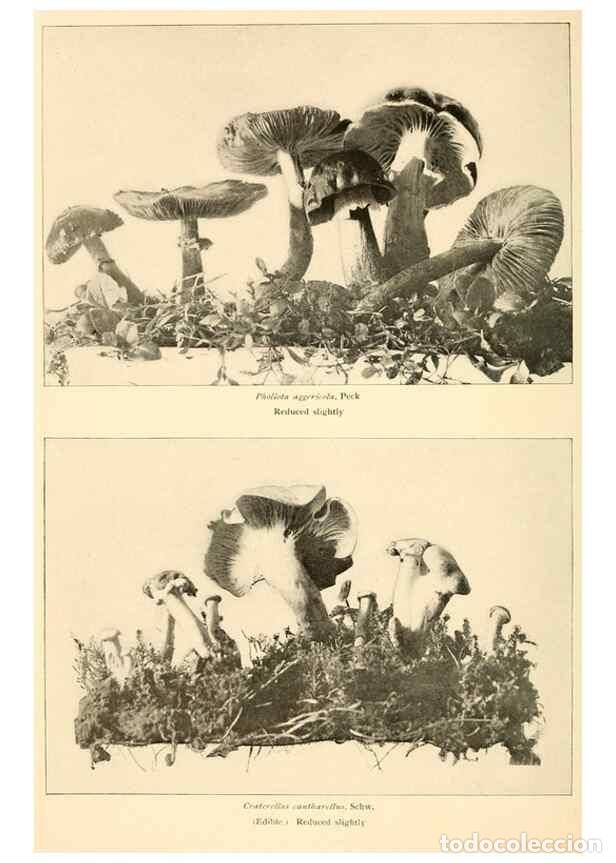 Collection Magazines and Newspapers: Reproducci&oacute;n/Reproduction 49345303203: The mushroom book.. New York,Doubleday, Page,1901.. - Marshal