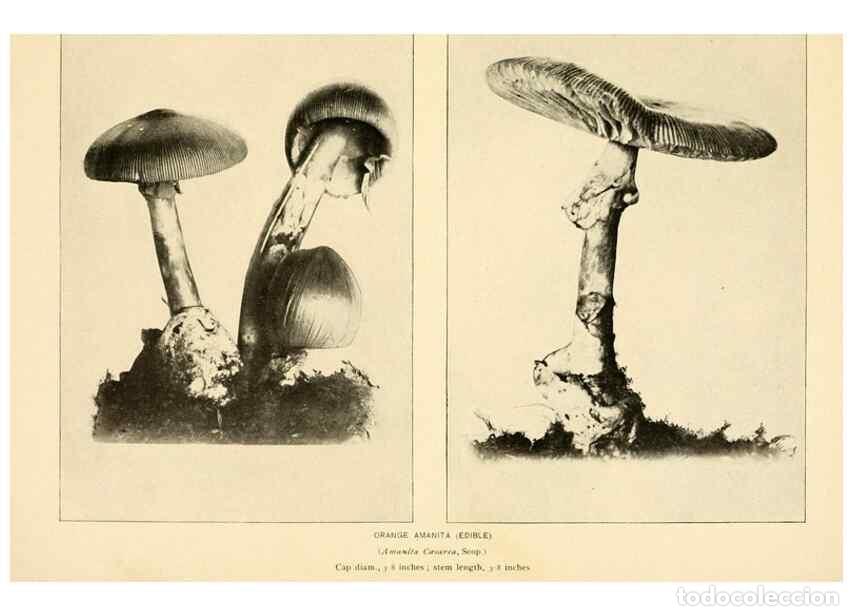 Collectionnisme de Revues et Journaux: Reproducci&oacute;n/Reproduction 49345298098: The mushroom book.. New York,Doubleday, Page,1901.. - Marshal