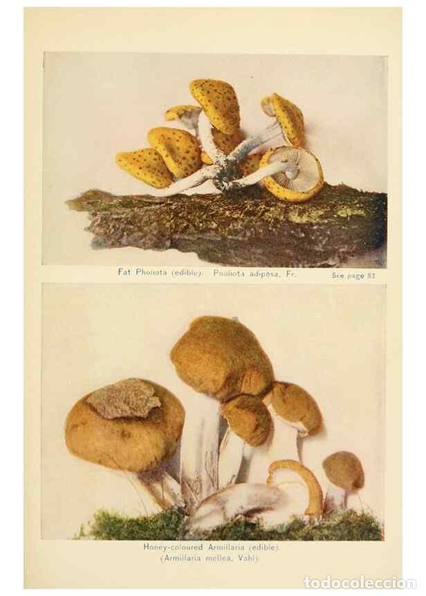 Collection Magazines and Newspapers: Reproducci&oacute;n/Reproduction 49345300168: The mushroom book.. New York,Doubleday, Page,1901.. - Marshal