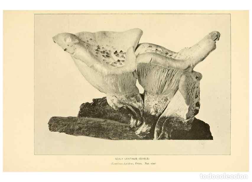 Collection Magazines and Newspapers: Reproducci&oacute;n/Reproduction 49345759806: The mushroom book.. New York,Doubleday, Page,1901.. - Marshal