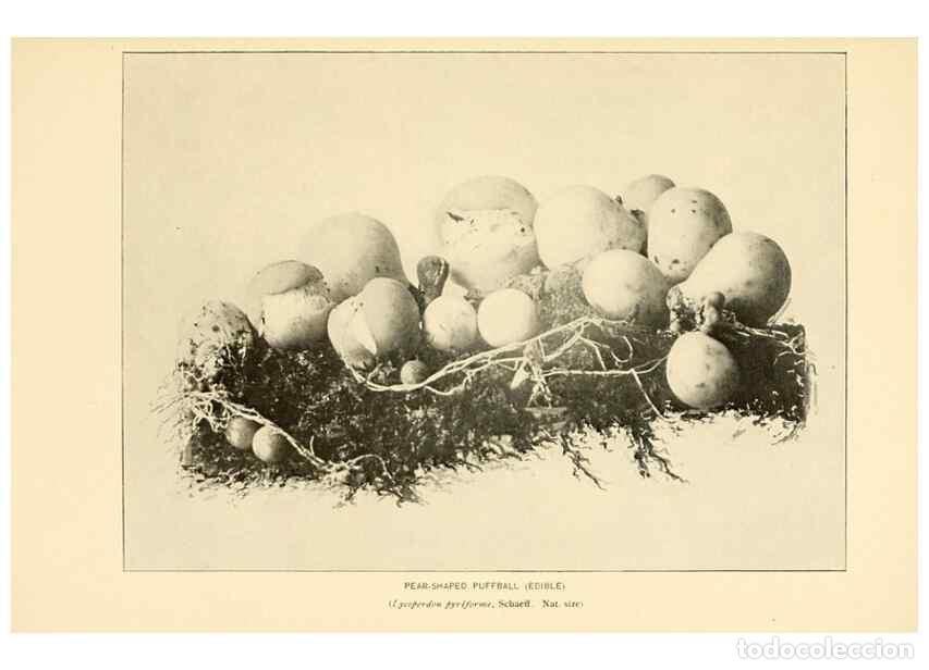 Collectionnisme de Revues et Journaux: Reproducci&oacute;n/Reproduction 49345771936: The mushroom book.. New York,Doubleday, Page,1901.. - Marshal