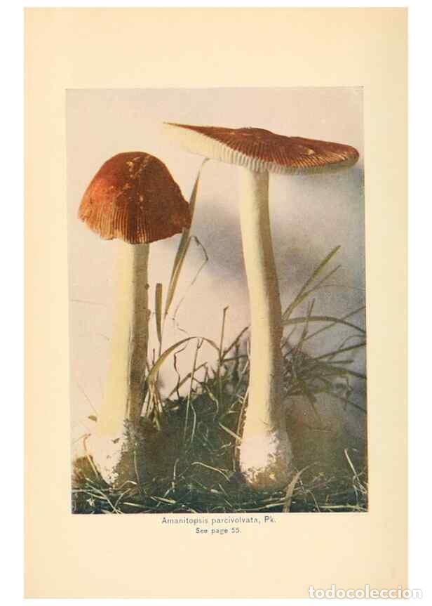 Coleccionismo de revistas y peri&oacute;dicos: Reproducci&oacute;n/Reproduction 49346021657: The mushroom book.. New York,Doubleday, Page,1901.. - Marshal