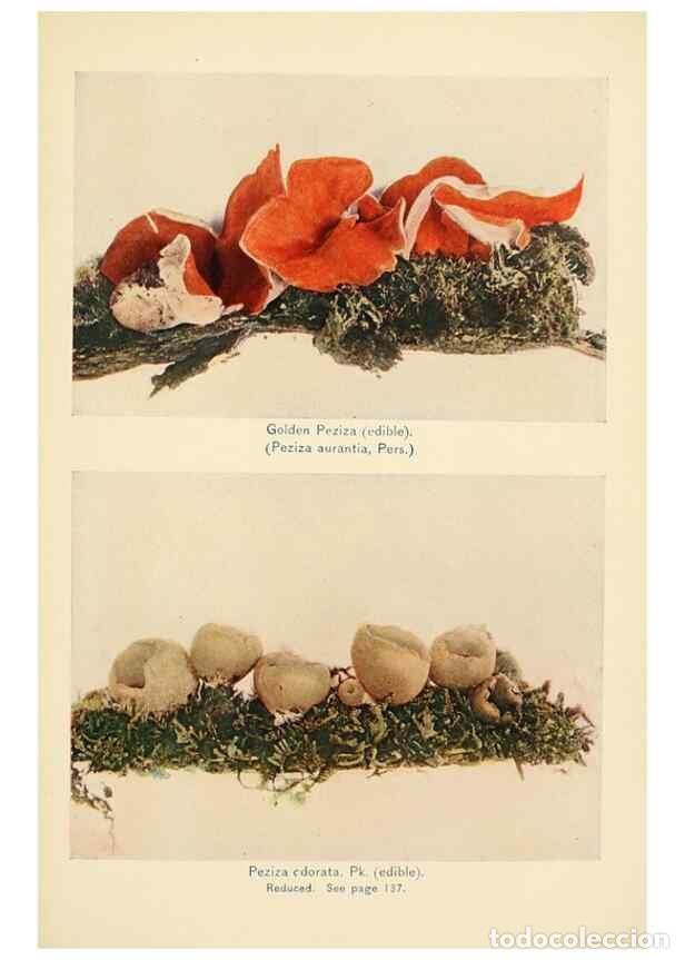 Collection Magazines and Newspapers: Reproducci&oacute;n/Reproduction 49345314298: The mushroom book.. New York,Doubleday, Page,1901.. - Marshal