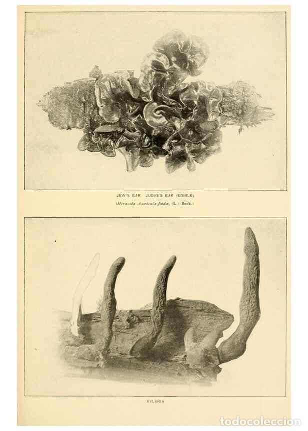 Coleccionismo de revistas y peri&oacute;dicos: Reproducci&oacute;n/Reproduction 49345983882: The mushroom book.. New York,Doubleday, Page,1901.. - Marshal
