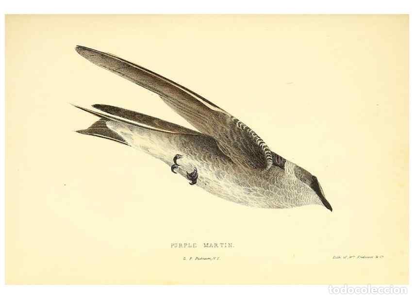 Sammeln von Zeitschriften und Zeitungen: Reproducci&oacute;n/Reproduction 49353124207: Rural hours. New York,George P. Putnam,1851.. - Cooper, Susan