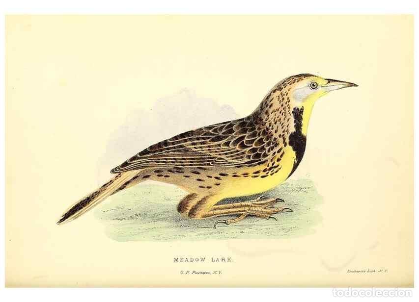Sammeln von Zeitschriften und Zeitungen: Reproducci&oacute;n/Reproduction 49353126022: Rural hours. New York,George P. Putnam,1851.. - Cooper, Susan
