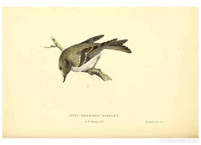 Collection Magazines and Newspapers: Reproducci&oacute;n/Reproduction 49352464533: Rural hours. New York,George P. Putnam,1851.. - Cooper, Susan