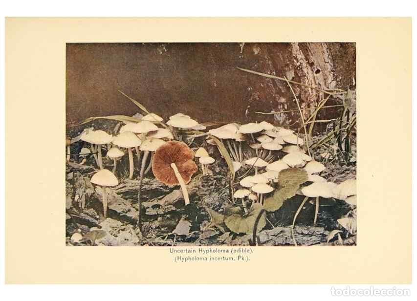 Sammeln von Zeitschriften und Zeitungen: Reproducci&oacute;n/Reproduction 49345765601: The mushroom book.. New York,Doubleday, Page,1901.. - Marshal