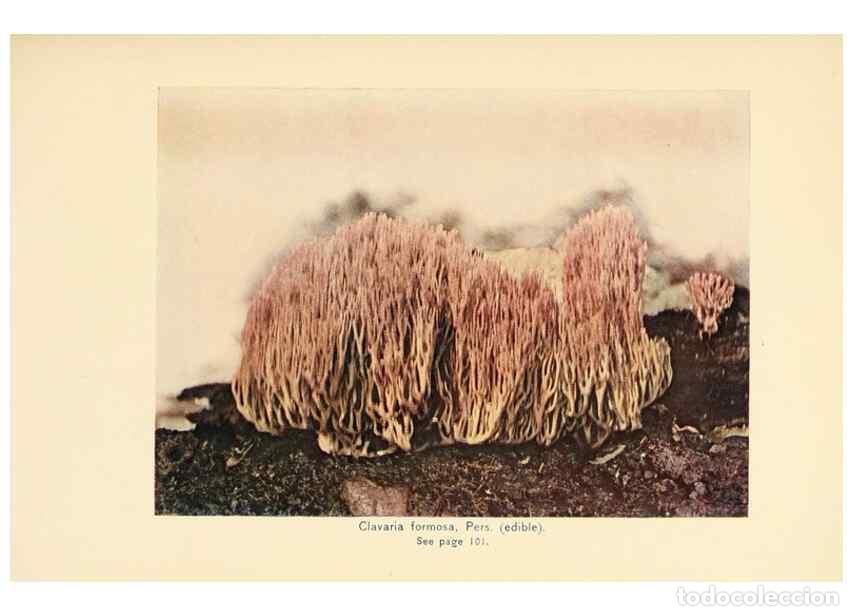 Collectionnisme de Revues et Journaux: Reproducci&oacute;n/Reproduction 49345981437: The mushroom book.. New York,Doubleday, Page,1901.. - Marshal