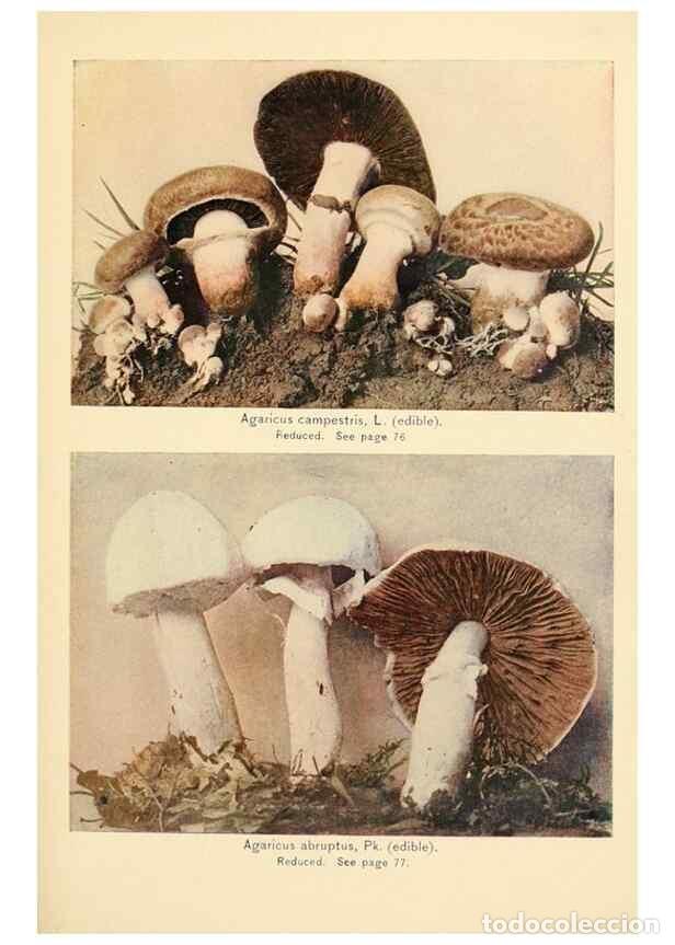 Coleccionismo de revistas y peri&oacute;dicos: Reproducci&oacute;n/Reproduction 49345763036: The mushroom book.. New York,Doubleday, Page,1901.. - Marshal